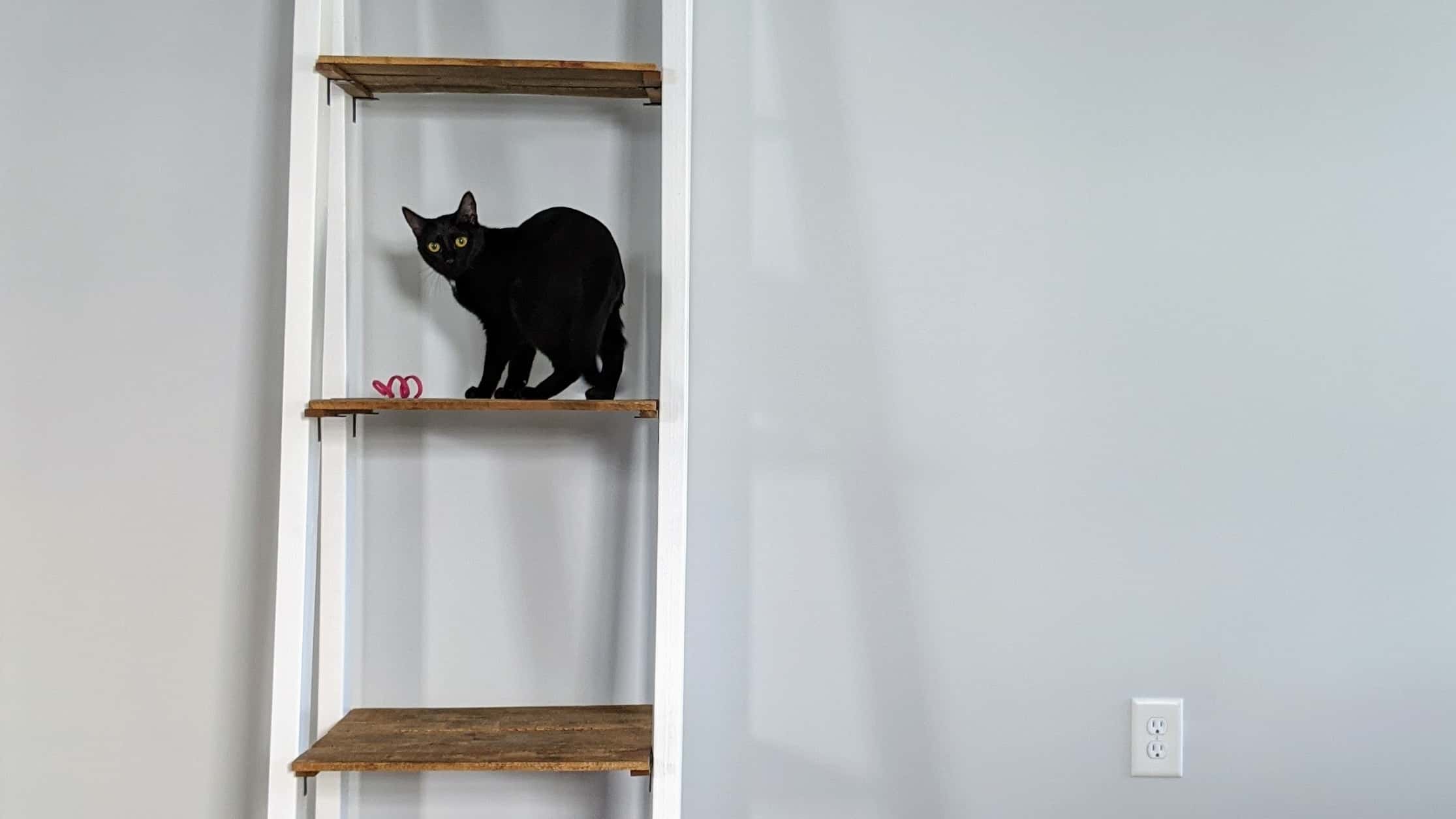 Cat shelf